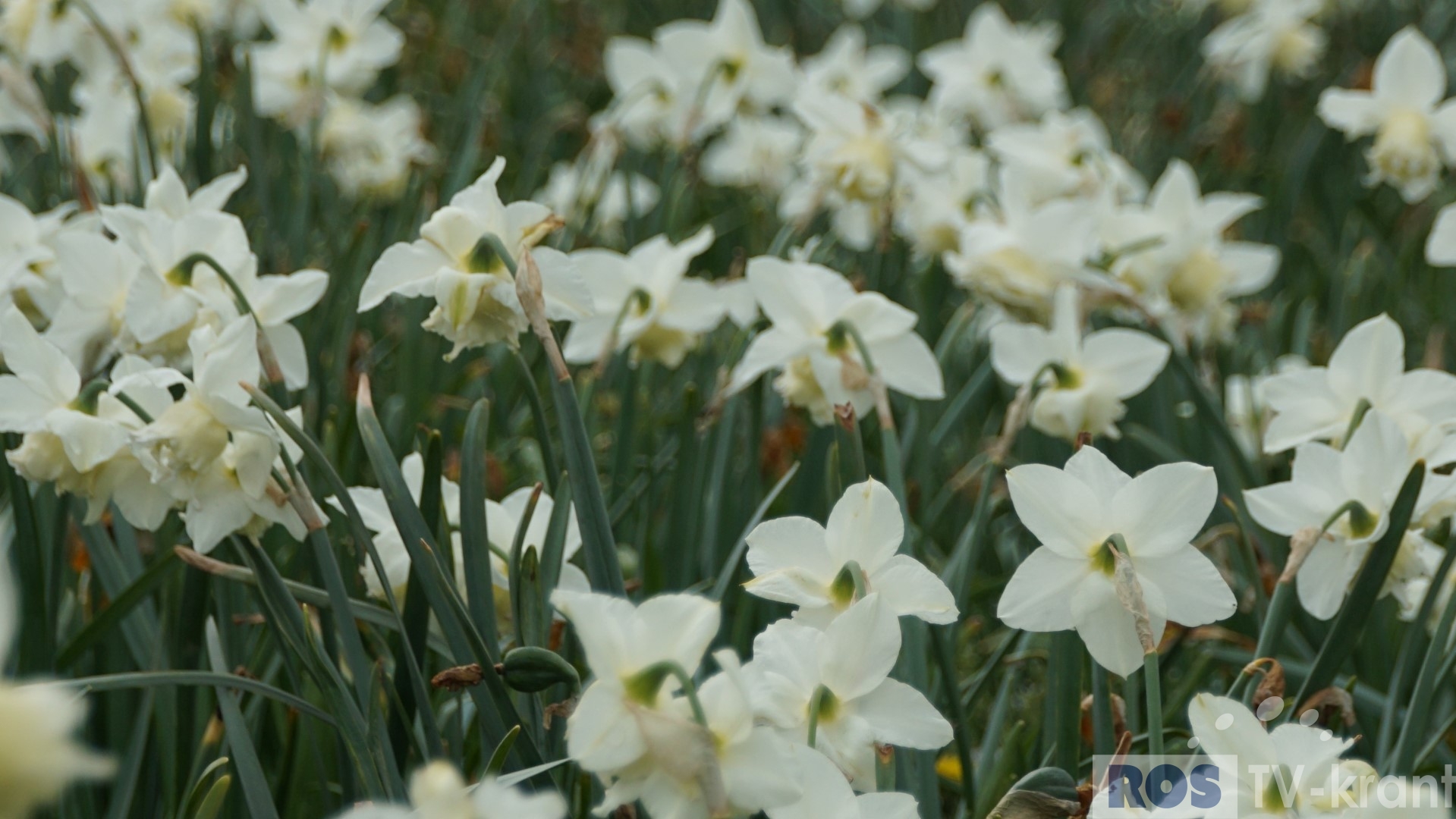 Zeg het met bloemen (03) – TV-krant
