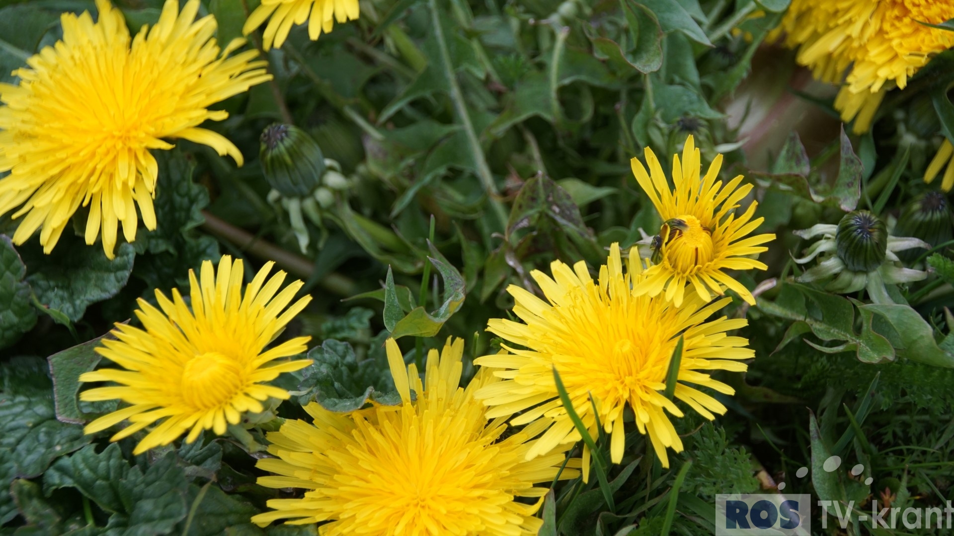 Zeg het met bloemen (07) – TV-krant