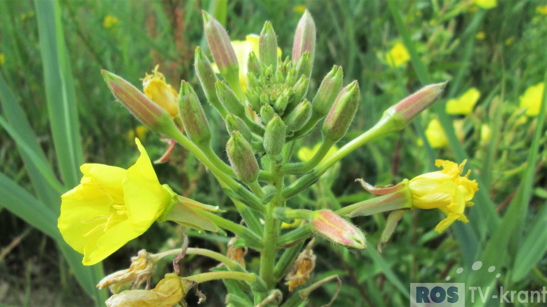 Zeg het met bloemen (15) – TV-krant